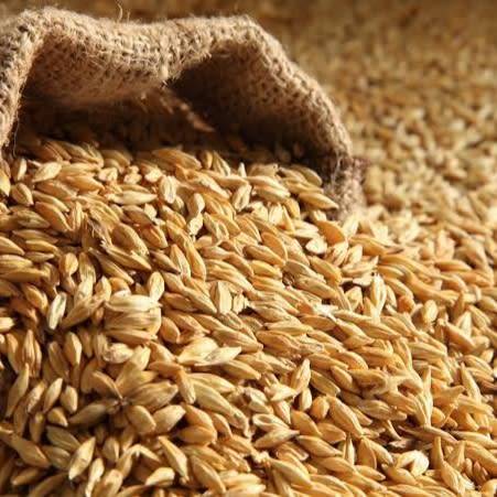 Barley - 250 seeds
