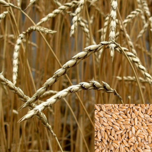 Spelt/Dinkel wheat (Triticum spelta) - 100 seeds