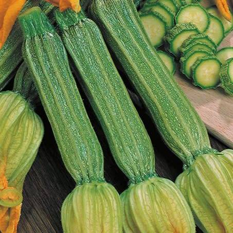 Zucchini `romanesco` - 5 seeds