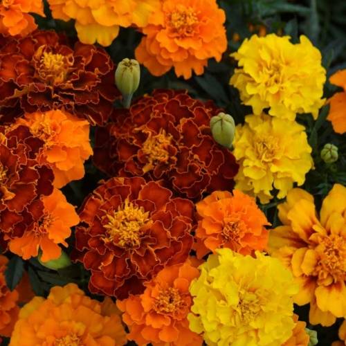 Marigold `bonita mix` - 50 seeds