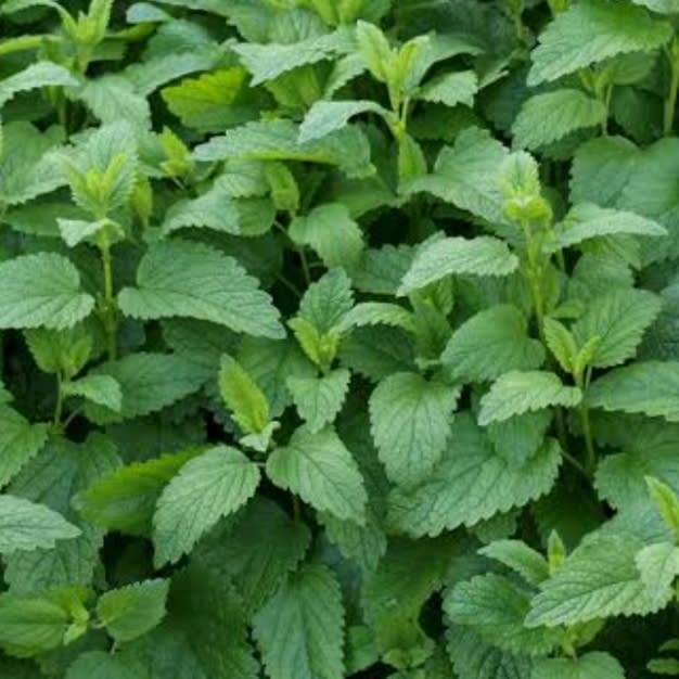 Lemon balm - 50 seeds