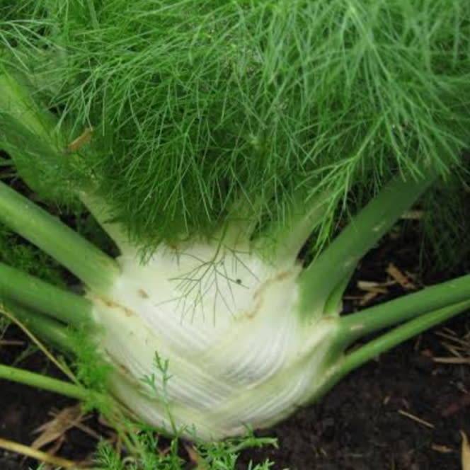 Florence fennel - 50 seeds