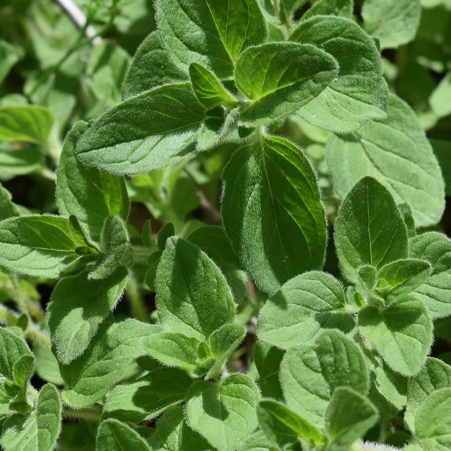 Greek oregano - 200 seeds