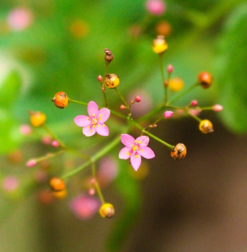 Talinum paniculatum (Jewels of opar) - 150 seeds