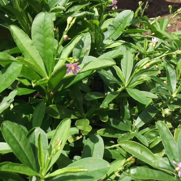 Talinum paniculatum (Jewels of opar) - 150 seeds