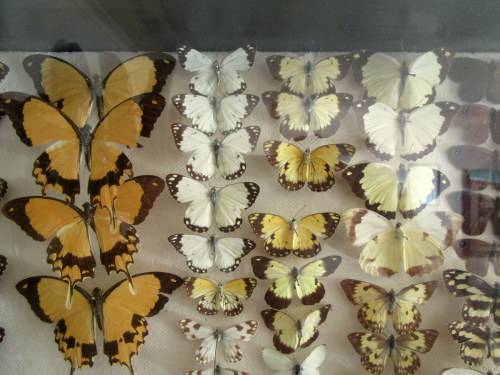 A RARE VINTAGE EXOTIC COLLECTION OF SOUTHERN AFRICAN BUTTERFLIES DISPLAYED IN A GLAZED CASE