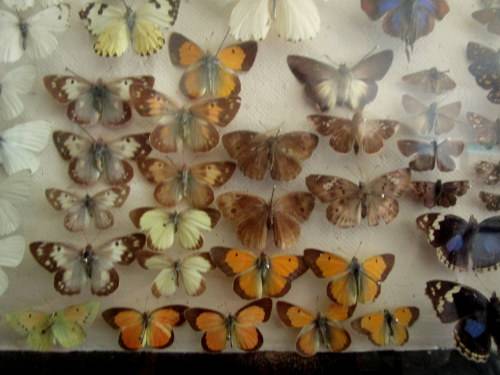 A RARE VINTAGE EXOTIC COLLECTION OF SOUTHERN AFRICAN BUTTERFLIES DISPLAYED IN A GLAZED CASE