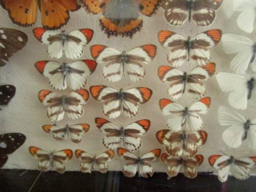 A RARE VINTAGE EXOTIC COLLECTION OF SOUTHERN AFRICAN BUTTERFLIES DISPLAYED IN A GLAZED CASE
