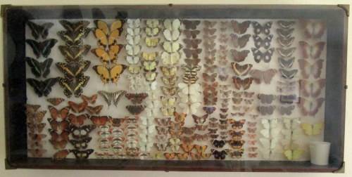 A RARE VINTAGE EXOTIC COLLECTION OF SOUTHERN AFRICAN BUTTERFLIES DISPLAYED IN A GLAZED CASE