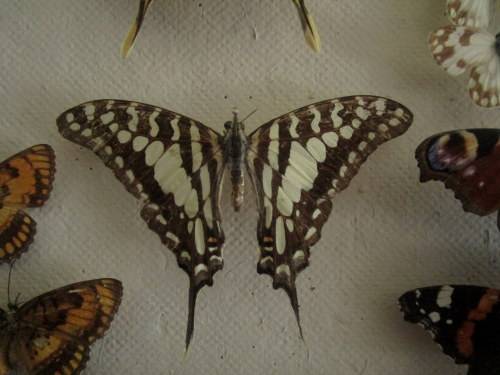 A RARE VINTAGE EXOTIC COLLECTION OF SOUTHERN AFRICAN BUTTERFLIES DISPLAYED IN A GLAZED CASE