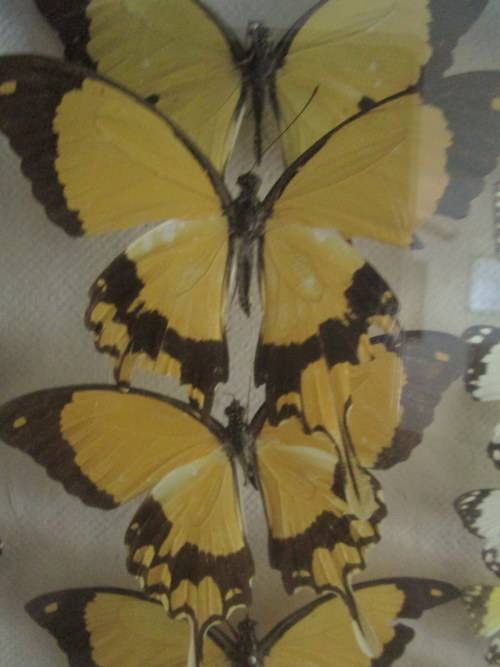 A RARE VINTAGE EXOTIC COLLECTION OF SOUTHERN AFRICAN BUTTERFLIES DISPLAYED IN A GLAZED CASE