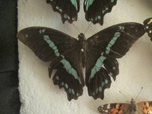 A RARE VINTAGE EXOTIC COLLECTION OF SOUTHERN AFRICAN BUTTERFLIES DISPLAYED IN A GLAZED CASE