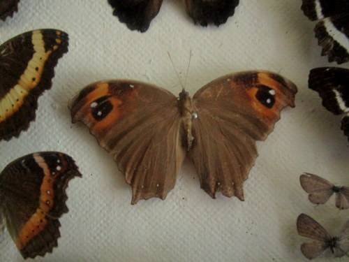 A RARE VINTAGE EXOTIC COLLECTION OF SOUTHERN AFRICAN BUTTERFLIES DISPLAYED IN A GLAZED CASE