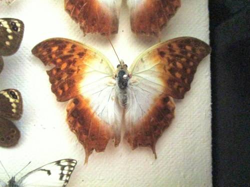 A RARE VINTAGE EXOTIC COLLECTION OF SOUTHERN AFRICAN BUTTERFLIES DISPLAYED IN A GLAZED CASE