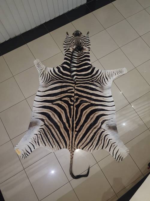 Original Brand new Zebra skin