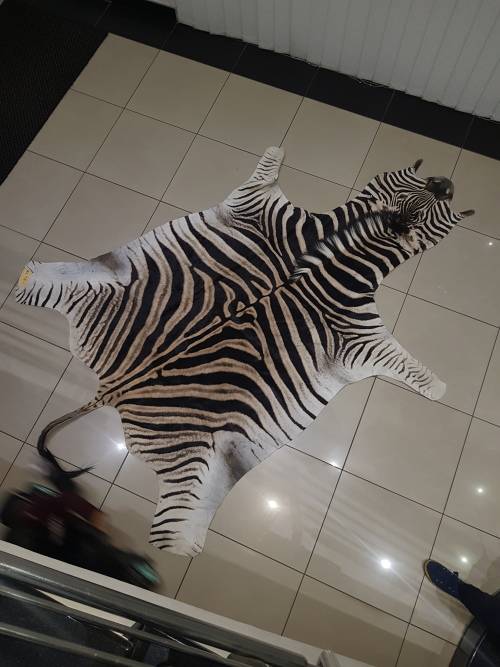 Original Brand new Zebra skin