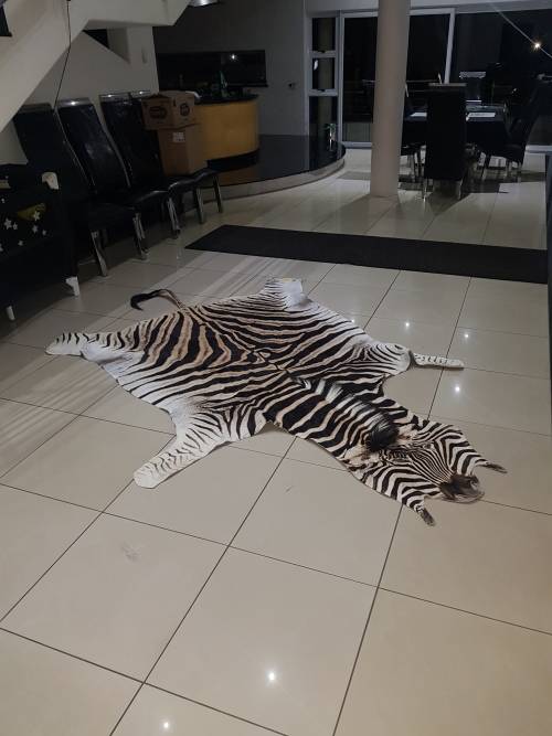 Original Brand new Zebra skin