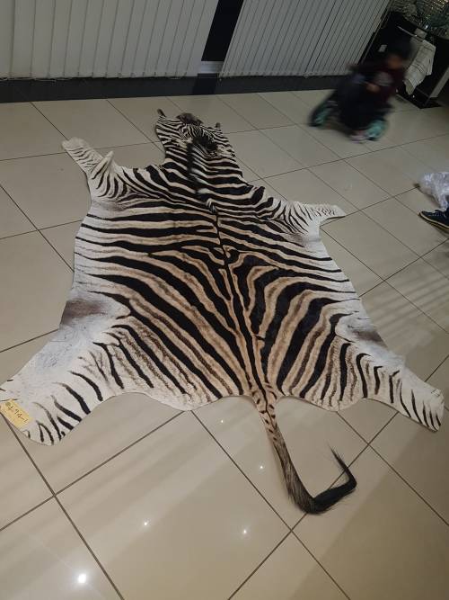 Original Brand new Zebra skin