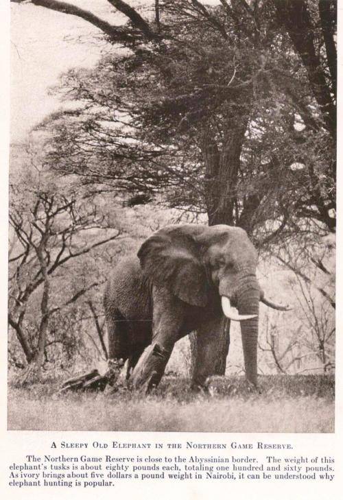 Safari - A Saga of the African Blue  --  Martin Johnson