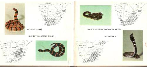 What Snake is That  -  John Visser