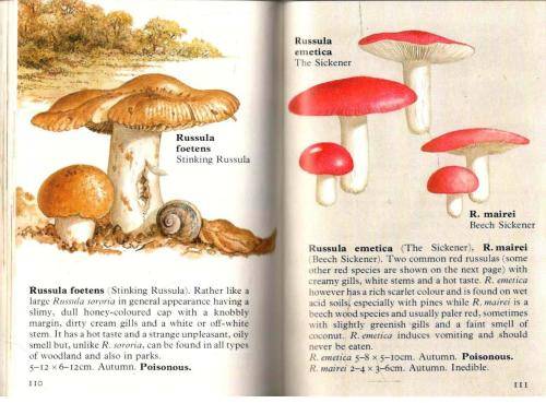 Mushrooms and Toadstools - Collins Gem Guides