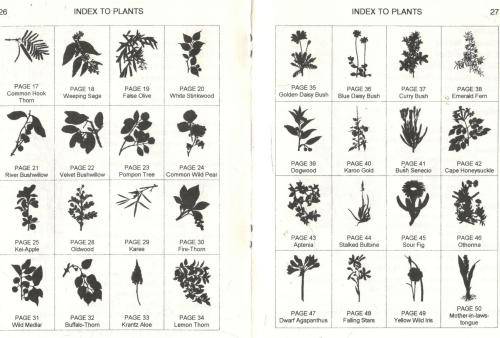 Hardy Highveld Plants  - - Pitta Joffe