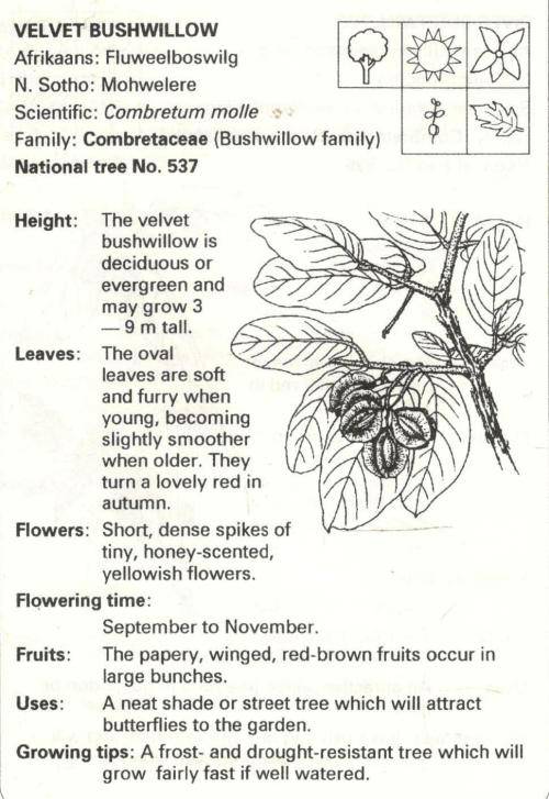 Hardy Highveld Plants  - - Pitta Joffe