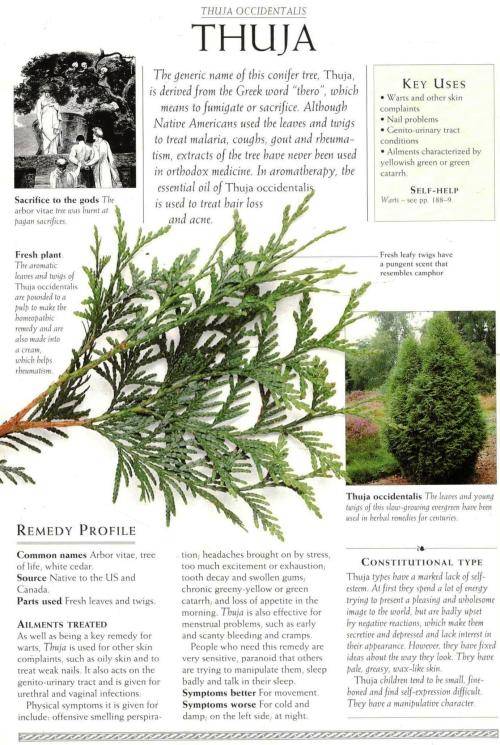 The Complete Guide to Homeopathy  - The Principles and Practice of Treatment