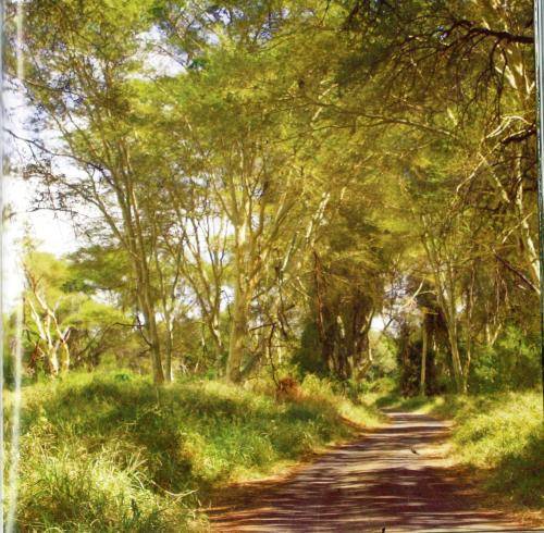 A Site-By-Site Guide to Trees in the Kruger National Park  - Marissa Greeff