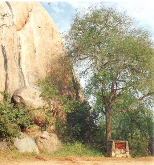 A Site-By-Site Guide to Trees in the Kruger National Park  - Marissa Greeff