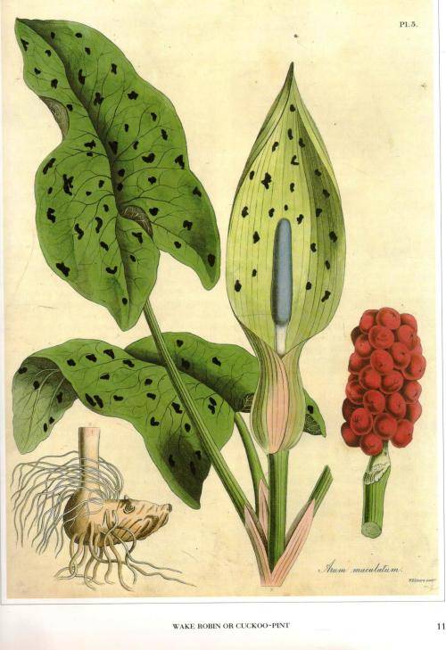 Medicinal Plants  --  An Illustrated Guide to More than 180 Herbal Planys  -   George Graves