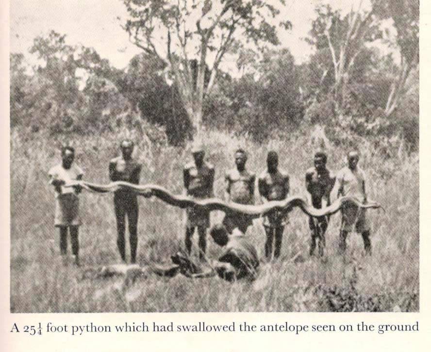 African Buffalo Trails  --  John F Burger