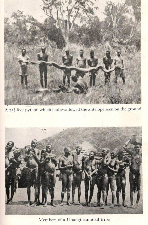 African Buffalo Trails  --  John F Burger