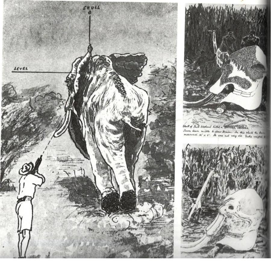 Safari  -  A Chronicle of Adventure  --  Bartle Bull