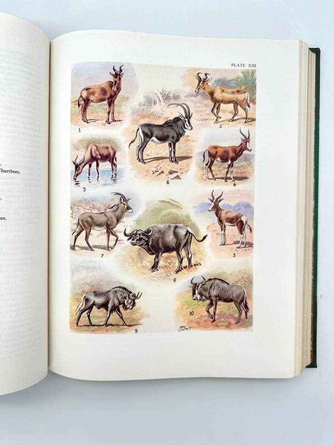 The Mammals of South Africa by Austin Roberts (Deluxe Edition)