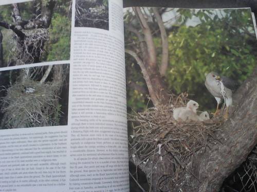 Nesting Birds (Large Hardcover) Peter Steyn
