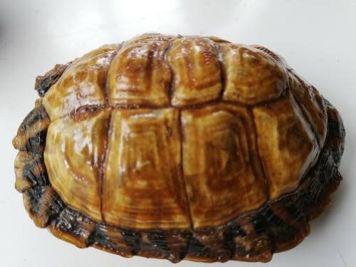 Beautiful preserved small African Tortoise shell.  Rare find!!!