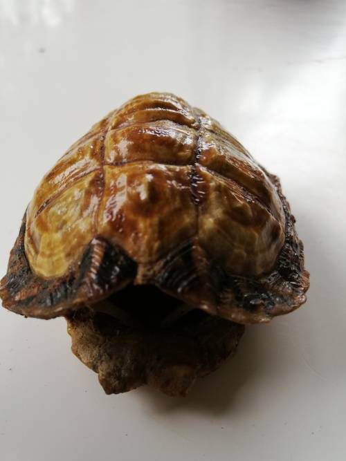 Beautiful preserved small African Tortoise shell.  Rare find!!!