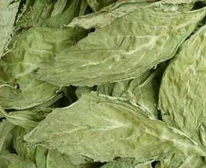 SALVIA DIVINORUM