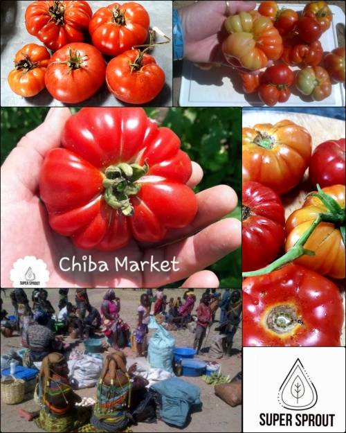 CHIBIA MARKET TOMATOES x 15 seeds