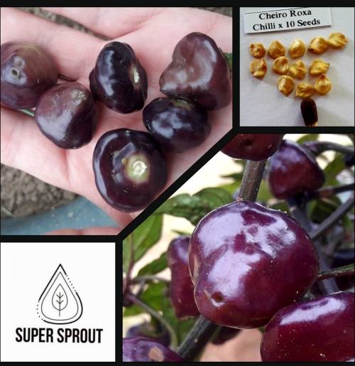 CHEIRO ROXA PEPPER x 10 seeds