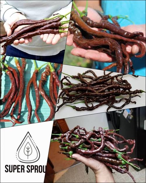 THUNDER CACHO BROWN PEPPER  x 5 seeds