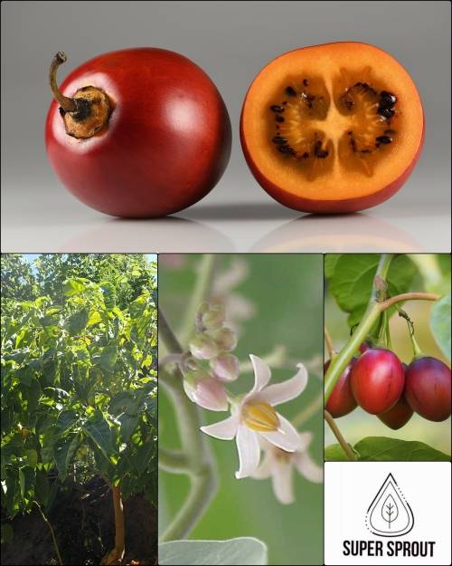 TOMATO TREE /TAMARILLO CYPHOMANDRA BETACEA  x 15 seeds
