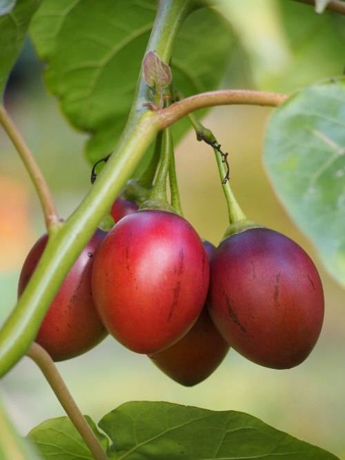 TOMATO TREE /TAMARILLO CYPHOMANDRA BETACEA  x 15 seeds