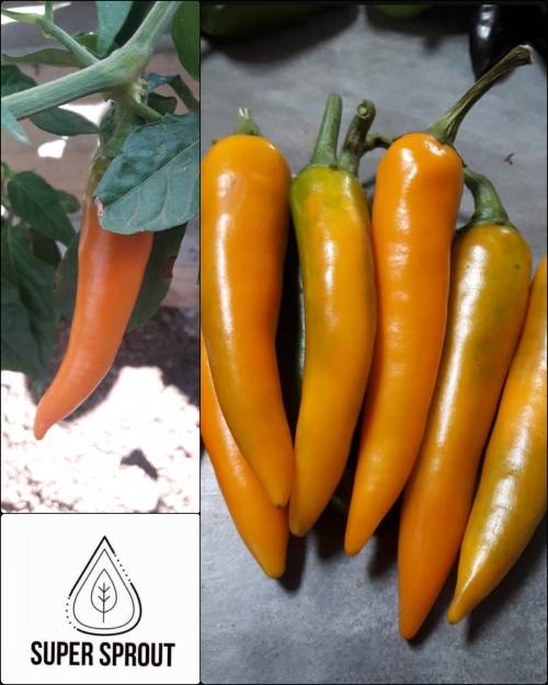 AJI AMARILLO x 10 seeds