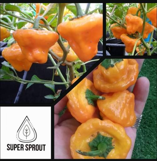 JAMAICAN YELLOW MUSHROOM PEPPERS x 10 see