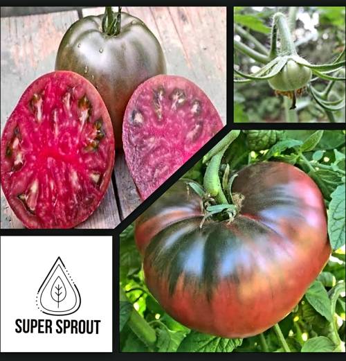 CHEROKEE PURPLE x 15 seeds