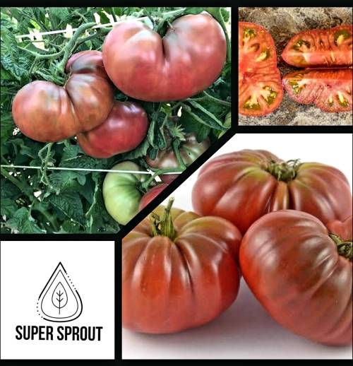 PURPLE REIGN TOMATO x 15 seeds