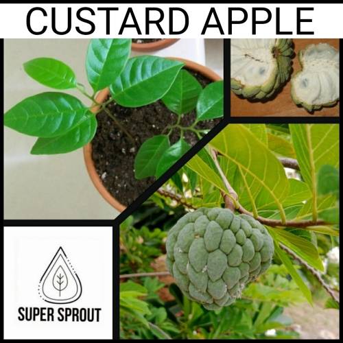 CUSTARD APPLE x 3 seeds