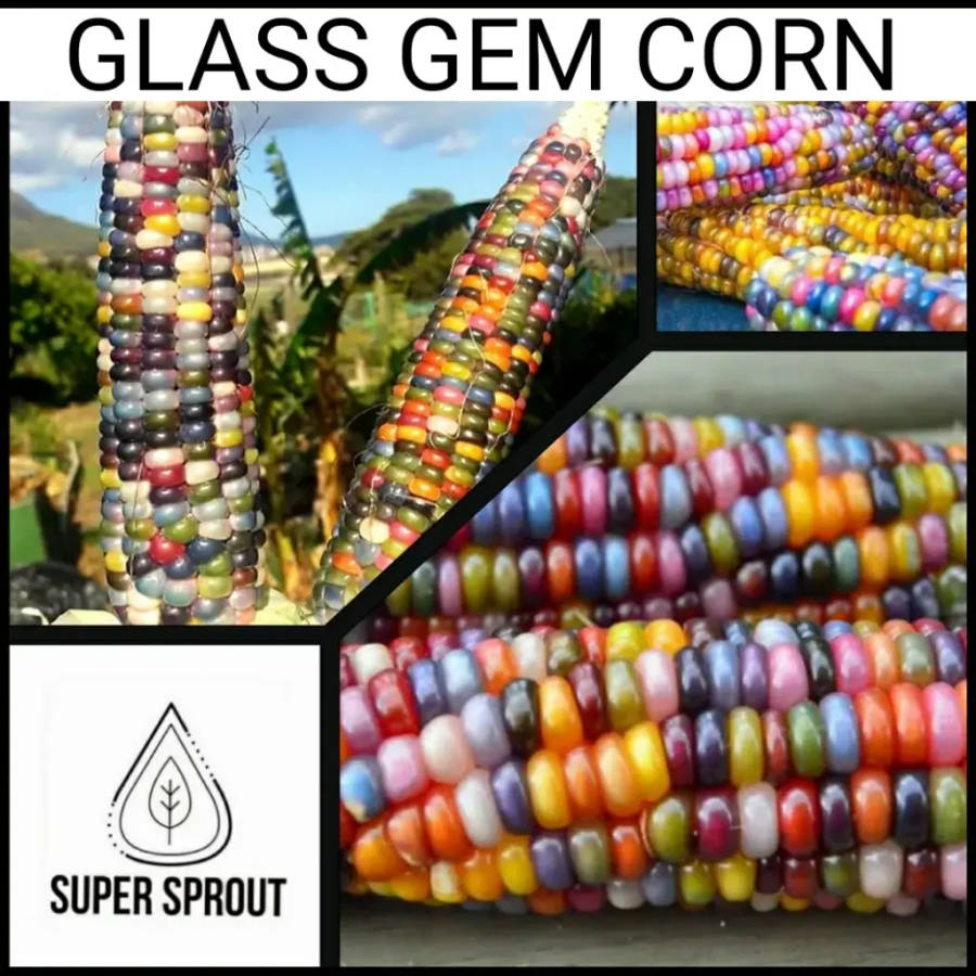 Glass gem corn x 50+ seeds